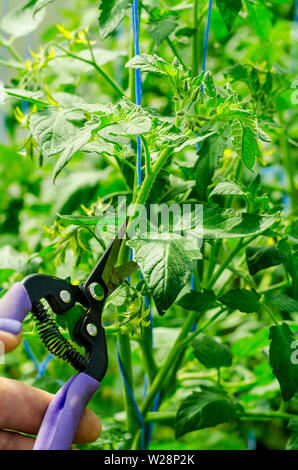 La potatura di piante di pomodoro, rimozione degli steli. Foto Studio Foto Stock