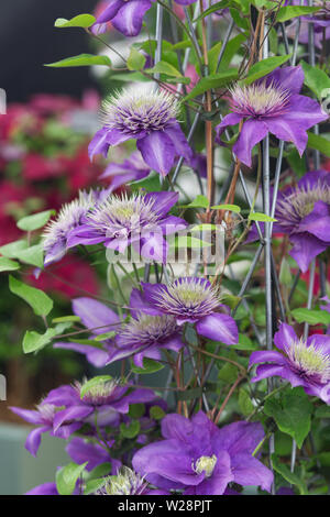 Clematis multi fioritura blu in giardino Foto Stock