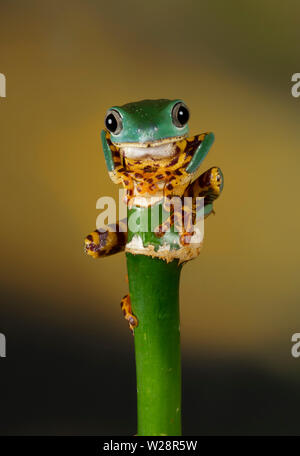 Bilanciamento sulla parte superiore su un bambù, questo super tiger zampe raganella è presa del peduncolo, rivolti in avanti e guardando la telecamera Foto Stock