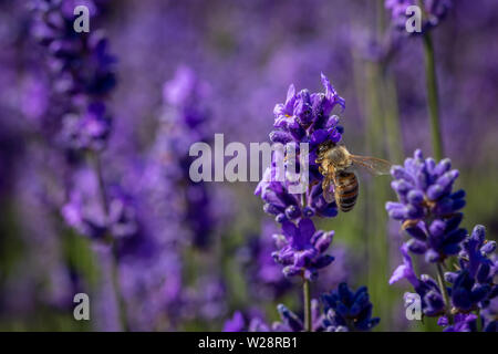 Carda comune (bombus pascuorum) Bumble Bee su un fiore di LAVANDA (Lavandula angustifolia) a Mayfield Fattoria di Lavanda, Banstead, Surrey, Regno Unito Foto Stock