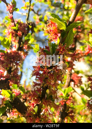 Fioritura di Nanchino cherry (cerasus, Prunus tomentosa) in primavera. Foto Stock