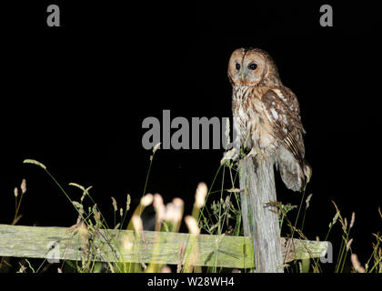 Wild Allocco (Strix aluco) appollaiato sul cancello di legno post, Lincolnshire Foto Stock
