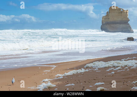 Seagull sulla spiaggia della Gibson passi, Great Ocean Road, Victoria, Australia Foto Stock