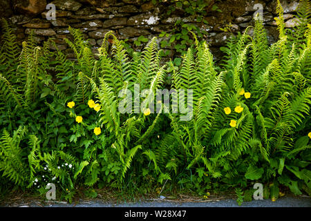 Regno Unito; Cumbria; Hawkshead; Near Sawrey; Seo ponte; strada felci e il giallo papavero cresce su Vicolo del paese orlo Foto Stock