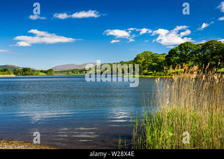 Regno Unito, Cumbria, Hawkshead, maneggio, canne a bordo del Esthwaite Acqua su Beatrix Potter natura a piedi, guardando verso Scandale cadde Foto Stock