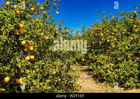 Gli alberi di limone in Elche nei pressi di Alicante in Spagna Foto Stock