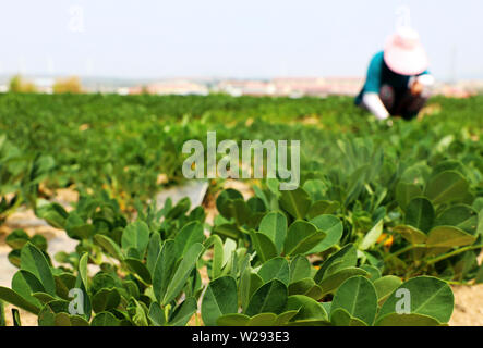 (190707) -- WEIHAI, 7 luglio, 2019 (Xinhua) -- un agricoltore lavora in un campo di arachidi in Yaxi città di Rongcheng City, est della Cina di Provincia di Shandong, Luglio 7, 2019. Gli agricoltori sono impegnati con il lavoro dei campi durante la Xiaoshu o meno calore, xi del solare 24 termini che significa l'inizio della calda estate. (Foto di Lin Haizhen/Xinhua) Foto Stock