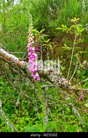 SPEYSIDE MODO SCOZIA fiori della viola FOXGLOVE Digitalis purpurea IN ESTATE crescente contro un lichene ramo coperti Foto Stock