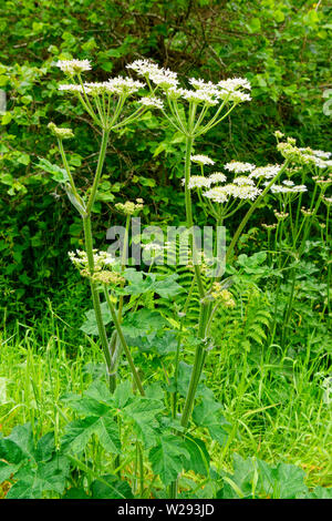SPEYSIDE MODO SCOZIA HOGWEED chiamato anche mucca pastinaca Heracleum sphondylium crescente a inizio estate Foto Stock