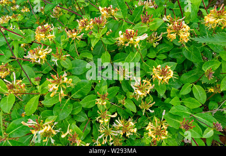 SPEYSIDE MODO IN SCOZIA molti fiori del selvaggio caprifoglio Lonicera periclymenum crescendo in una siepe IN ESTATE Foto Stock