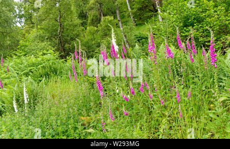 SPEYSIDE MODO SCOZIA fiori rosa e bianchi del FOXGLOVE Digitalis purpurea a inizio estate Foto Stock