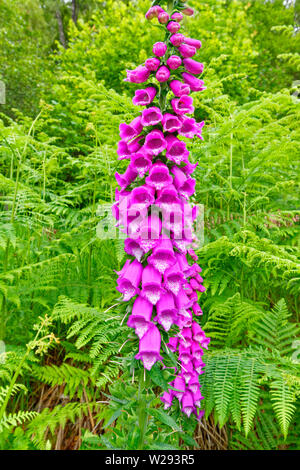 SPEYSIDE MODO SCOZIA fiori viola del FOXGLOVE Digitalis purpurea a inizio estate Foto Stock
