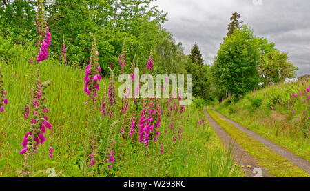SPEYSIDE MODO SCOZIA fiori viola del FOXGLOVE Digitalis purpurea sulle rive del sentiero in inizio di estate Foto Stock