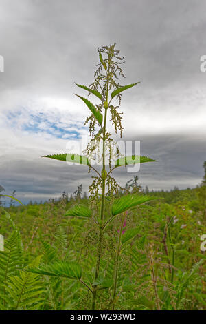 SPEYSIDE modo in Scozia o urticante comune impianto di ortica Urtica dioica con fiori in inizio di estate Foto Stock