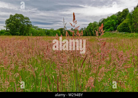 SPEYSIDE MODO SCOZIA graminacee selvatiche fiori di colore rosa di Yorkshire erba antinebbia Holcus lanatus Foto Stock