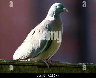 Un Woodpigeon appollaiate su un recinto in un giardino in cerca di cibo in Alsager Cheshire England Regno Unito Regno Unito Foto Stock