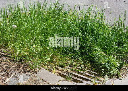 Strade: Sporco canalone coprono un giorno dopo una pesante pioggia d' estate hanno invaso le strade con acque luride Foto Stock