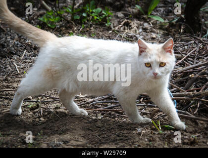 Bella bianco e beige gatto con gli occhi di belle passeggiate nel giardino sul retro, nel giardino in una giornata di sole guardando curioso Foto Stock