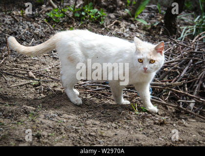 Bella bianco e beige gatto con gli occhi di belle passeggiate nel giardino sul retro, nel giardino in una giornata di sole guardando curioso Foto Stock