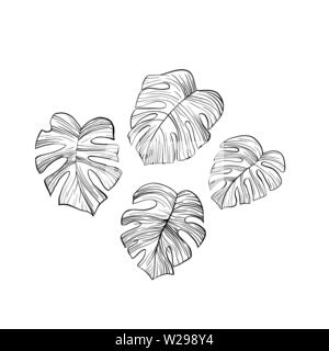 Foglie di monstera disegnati a mano illustrazioni set. Houseplant split linea foglia arte disegno. Philodendron leafage inchiostro della penna sketch. Domestico impianto decorativo gli elementi di design pack. Profilo botanico clipart Illustrazione Vettoriale