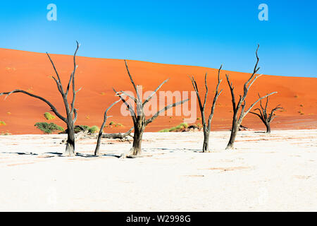 Camel Thorn trees nell'argilla pan di Deadvlei, a Soussusvlei, Namibia Foto Stock