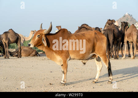 Brown bull e cammelli nel deserto di Thar durante il Pushkar Camel Fair, Rajasthan, India, close up Foto Stock