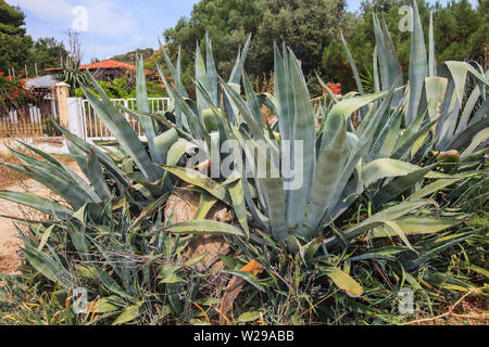 Agave pianta con grande verde foglie succulente vicino alla spiaggia a Halkidiki, Grecia. Foto Stock