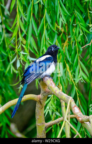 West Sussex, Regno Unito. Appena fledged Gazza (Pica pica) seduto sul ramo di salice piangente Tree (Salix babylonica) all'inizio dell'estate. Foto Stock