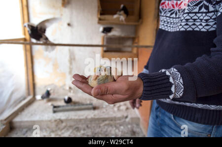 Baby pigeon in mano del costitutore Foto Stock