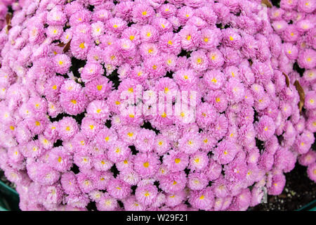 Rosa mamme. Belle lussureggianti bouquet di rosa fresca di colore lilla mamme Foto Stock