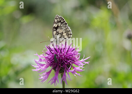 In marmo bianco e butterfly thick-gambe coleottero di fiori in appoggio su di un fiore di fiordaliso in South Downs National Park - Sussex, Regno Unito Foto Stock