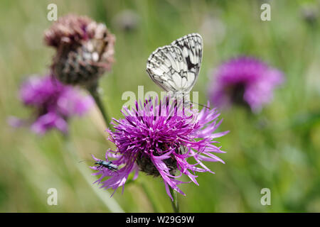 In marmo bianco e butterfly thick-gambe coleottero di fiori in appoggio su di un fiore di fiordaliso in South Downs National Park - Sussex, Regno Unito Foto Stock