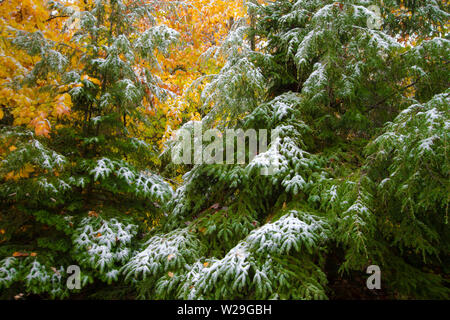 Prima neve della stagione. Neve fresca su Michigan pini con vibrante caduta delle foglie in background come due stagioni si scontrano. Foto Stock