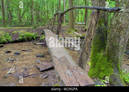 Escursionismo passerella nelle Smoky Mountains National Park. Passerella di registro su un chiaro fresco ruscello di montagna su un sentiero escursionistico lungo l'Appalachian Trai Foto Stock