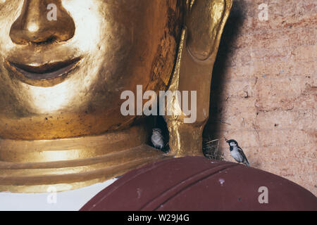 Sparrow uccelli nidificanti sulla statua di Buddha a Bagan, Myanmar Foto Stock