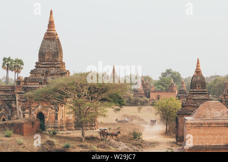 Carrozze guida i turisti attraverso antichi templi e pagode di Bagan al tramonto, Myanmar. Foto Stock