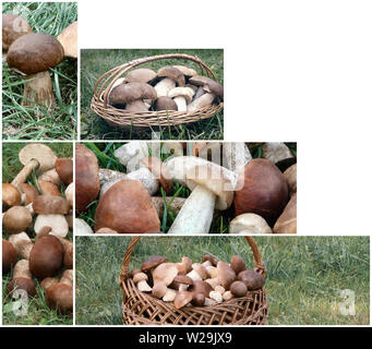 Collage: funghi nella foresta sull'erba Foto Stock
