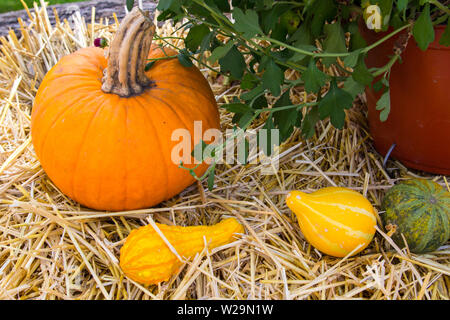 Autumn harvest sfondo. Zucche e squash su una balla di fieno con la pianta del crisantemo Foto Stock