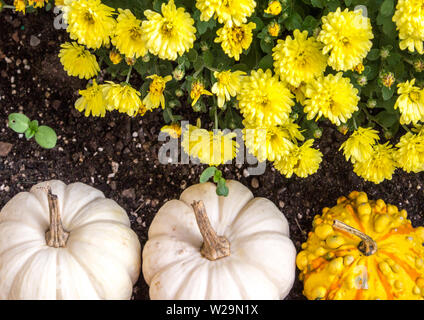 Autumn harvest sfondo. Zucche e zucche abbinato con vibrante crisantemi colorati in nero ricco suolo di giardino. Foto Stock
