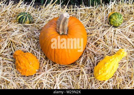 Autumn harvest sfondo. Zucche, squash e zucche su una balla di fieno. Foto Stock