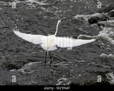 Un orientale airone bianco maggiore, ,rdea alba modesta, balza al di fuori del Fiume Sakai a Yokohama mentre in allevamento piumaggio. Foto Stock