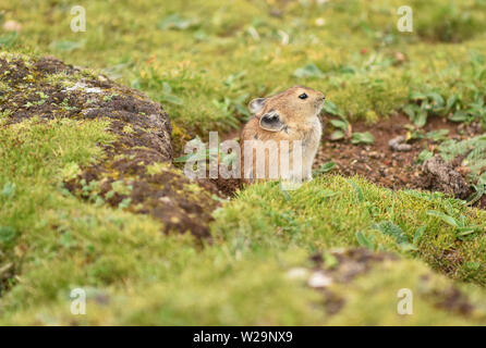 Lhasa, la Cina della regione autonoma del Tibet. 6 Luglio, 2019. Un altopiano pika (Ochotona curzoniae) è raffigurato da un lago sul plateau Qinghai-Tibet in Maizhokunggar County, a sud-ovest della Cina di regione autonoma del Tibet, Luglio 6, 2019. Credito: Zhou Jinshuai/Xinhua/Alamy Live News Foto Stock