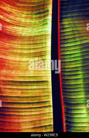 Questa immagine di incredibilmente colorata, progettato tropicale tessuto crea un meraviglioso sfondo Foto Stock
