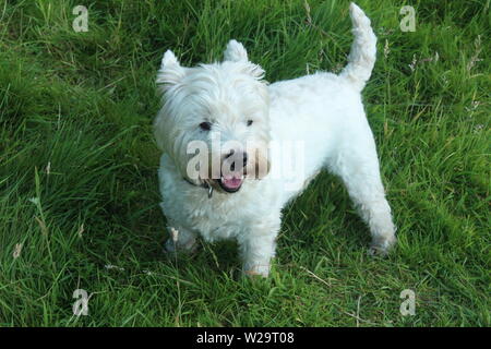 Immagine del bianco westie cane sorgeva sull'erba in un prato in una giornata di sole Foto Stock