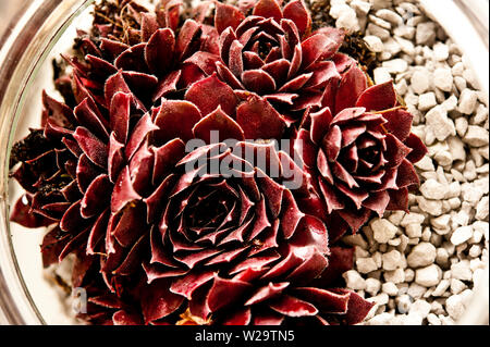 Sempervivum le piante succulente in una ciotola Foto Stock