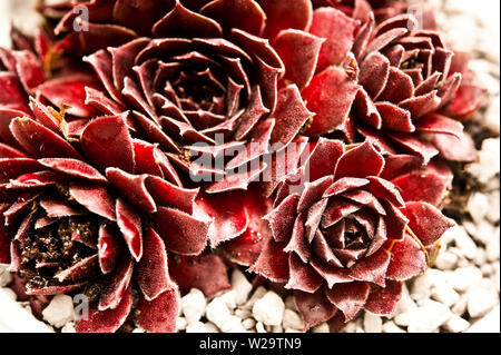 Sempervivum le piante succulente in una ciotola Foto Stock