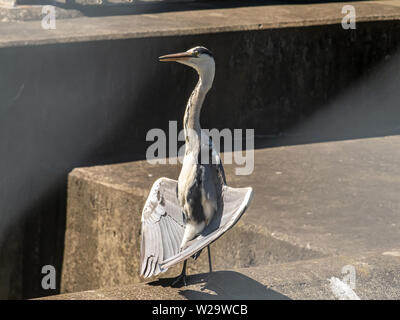 Un airone cenerino, Ardea cinerea jouyi, in piedi con limp ali stese godendo il sole su uno sfioratore di calcestruzzo in un piccolo fiume giapponese. Foto Stock