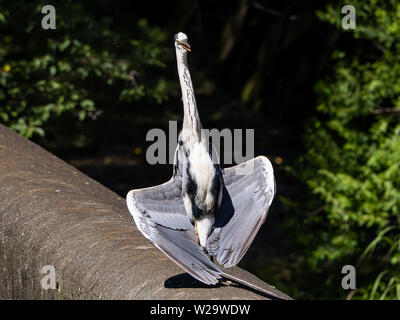 Un airone cenerino, Ardea cinerea jouyi, in piedi con limp ali stese godendo il sole su uno sfioratore di calcestruzzo in un piccolo fiume giapponese. Foto Stock