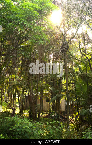 Paesaggio, Terra Preta comunità, Cuieiras River, Amazônia, Manaus, Amazonas, Brasile Foto Stock