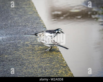 Un bianco wagtail, montacilla alba, alimenta un piccolo a grub di un teenager wagtail accanto a un giapponese di risone. Foto Stock